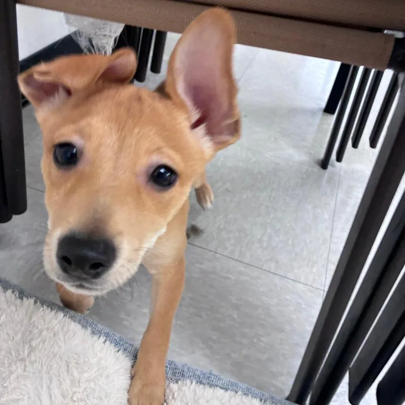 A baby small-sized female Shiba Inu dog named Jupiter for adoption in Dixon, IL