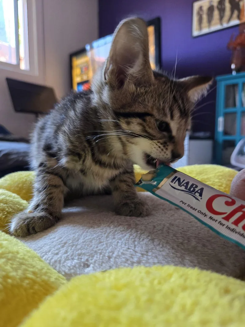 A baby medium-sized male Tabby (Brown / Chocolate) Tabby cat named Verso for adoption in Albuquerque, NM