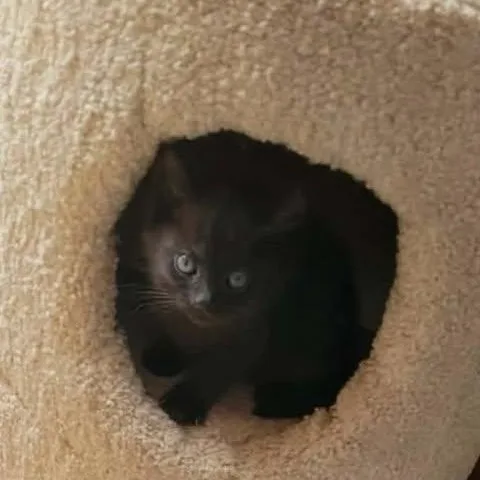 A baby medium-sized female Black Domestic Short Hair cat named Siena for adoption in Mira Loma, CA