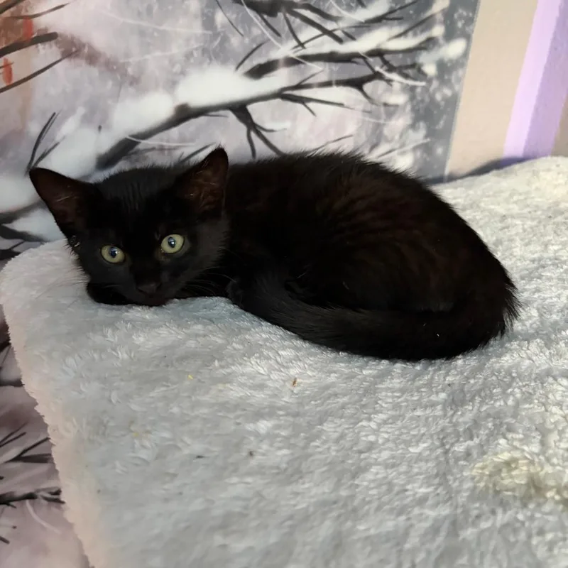 A baby small-sized female Black Domestic Medium Hair cat named Voodoo for adoption in Pleasanton, CA