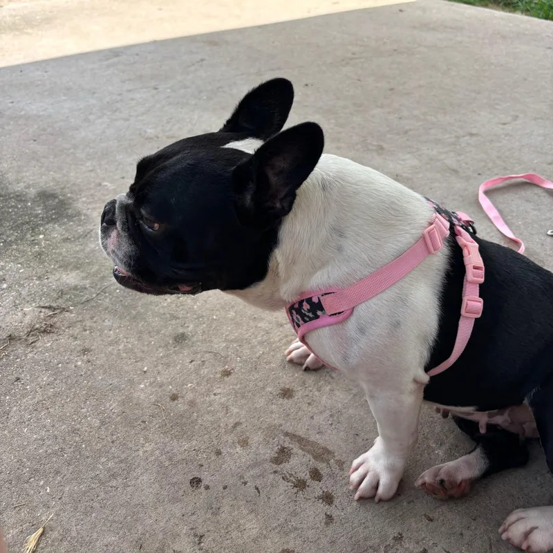 An adult medium-sized female French Bulldog dog named Greta for adoption in New Orleans, LA