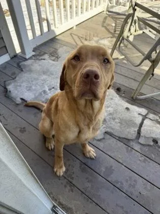 An adult medium-sized female Labrador Retriever dog named Maisie for adoption in Lowell, MA