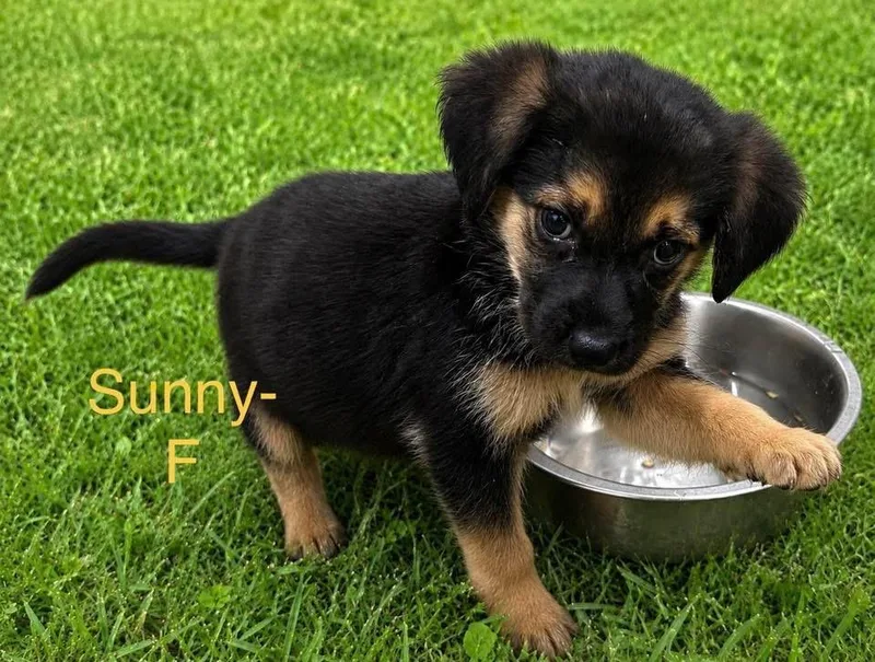 A baby medium-sized female Mixed Breed dog named Sunny Puppy for adoption in Monticello, MN