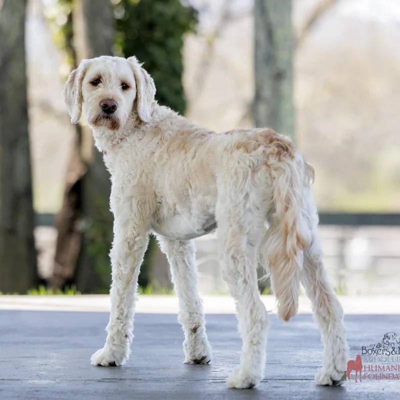 An adult medium-sized female White / Cream Poodle dog named Princess Paisley for adoption in Marshall, VA
