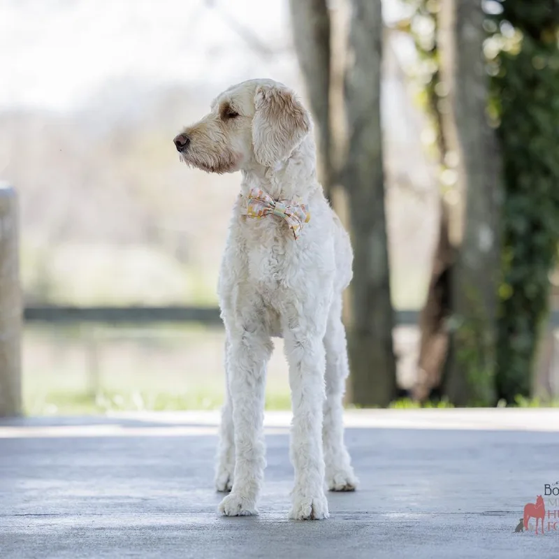 Princess Paisley thumbnail 2