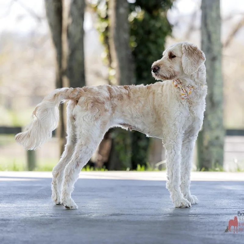 Princess Paisley thumbnail 6