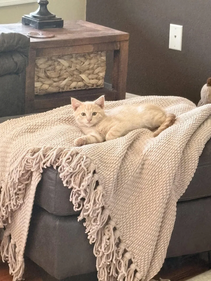 A baby medium-sized male Buff / Tan / Fawn Domestic Short Hair cat named Frappuccino c for adoption in Gettysburg, PA