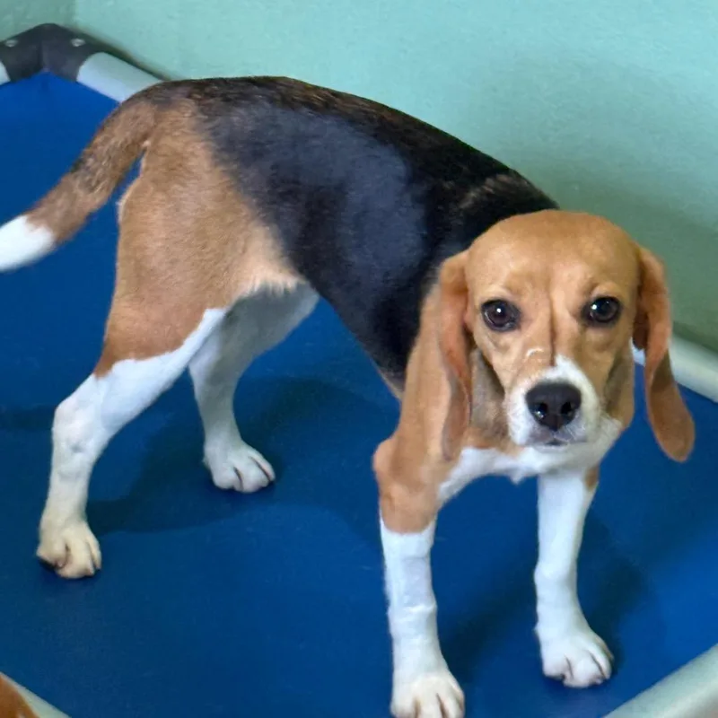 A young small-sized female Yellow / Tan / Blond / Fawn Beagle dog named Bean for adoption in LOXAHATCHEE, FL
