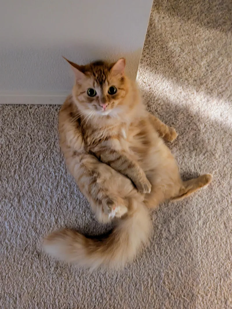 A young medium-sized female Tortoiseshell Domestic Short Hair cat named Amaro and Aperol for adoption in Seattle, WA