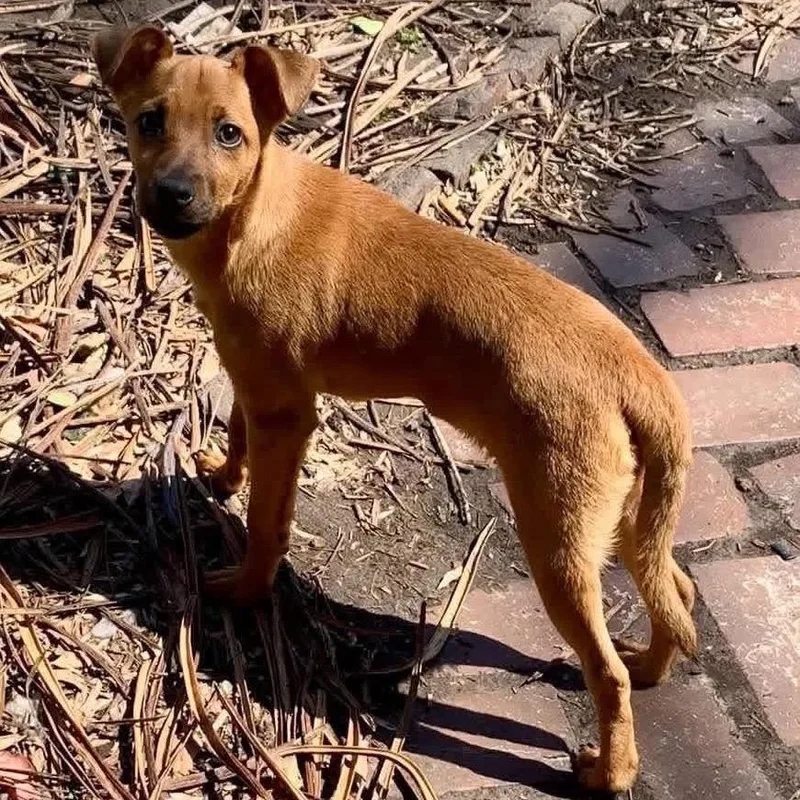 A young small-sized male Brown / Chocolate Chihuahua dog named Marco for adoption in Shawnee, KS