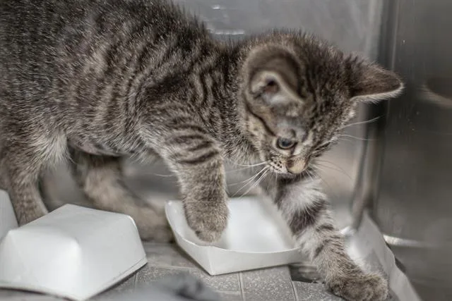 A baby small-sized female Domestic Short Hair cat named Hilary for adoption in Charlotte, NC