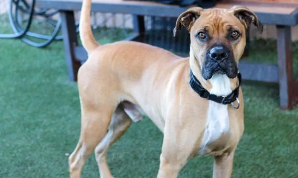 An adult large-sized male Boxer dog named Suavecito for adoption in Oceanside, CA