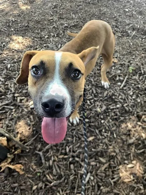 A young medium-sized male Terrier dog named Tommy for adoption in Olivette, MO