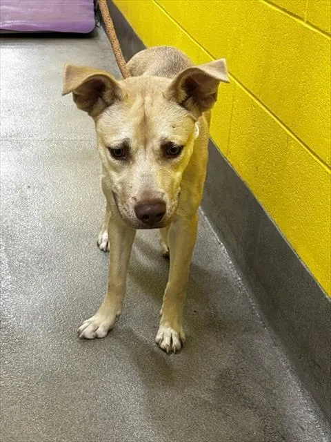 A young medium-sized male German Shepherd Dog dog named Ingram for adoption in Upper Marlboro, MD