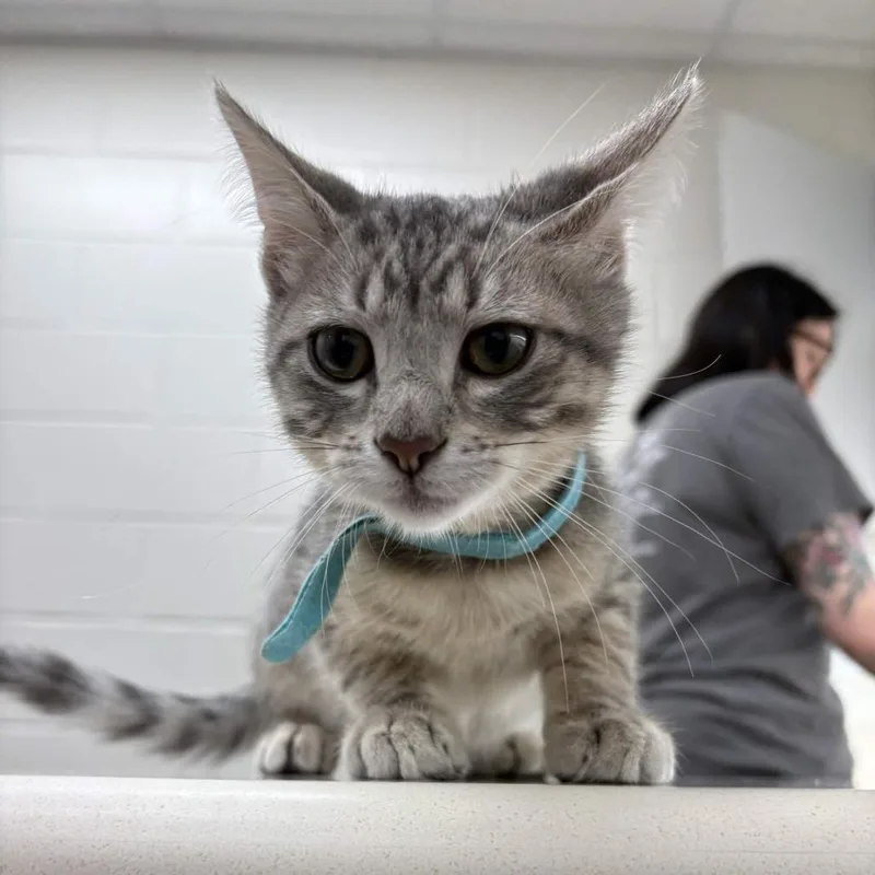 A baby small-sized male Gray / Blue / Silver Domestic Short Hair cat named Star for adoption in Beaumont, TX