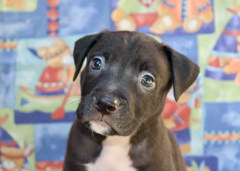 A baby large-sized male Black Pit Bull Terrier dog named Rolo for adoption