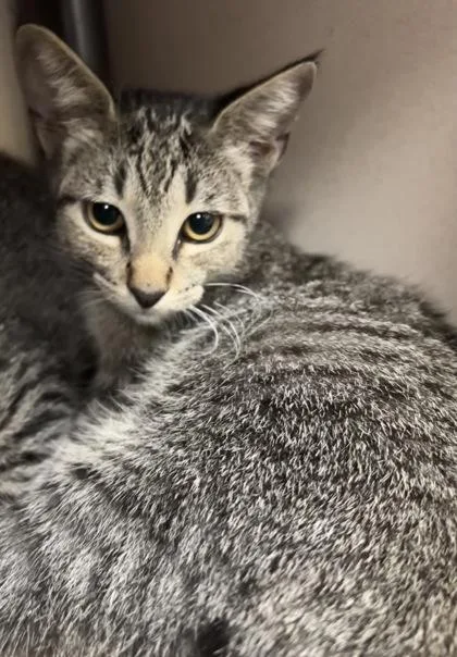 A baby medium-sized male Domestic Short Hair cat named Robin Williams I for adoption in East Brookfield, MA