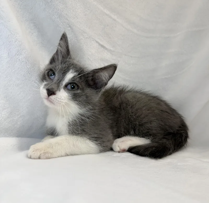 A baby medium-sized male Gray & White Domestic Short Hair cat named Oliver Twist for adoption in Greensboro, NC