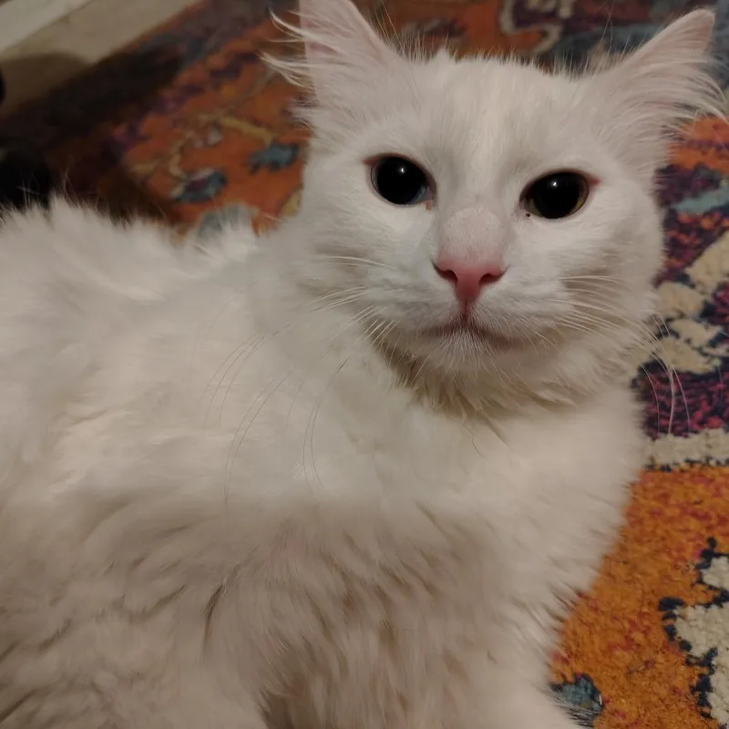 Lily