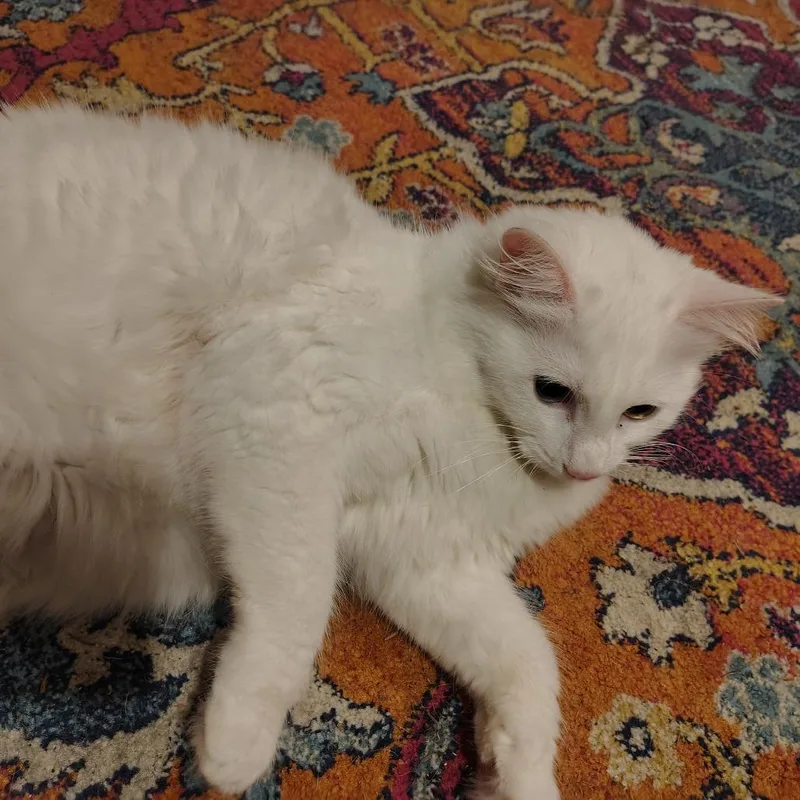 Lily thumbnail 2