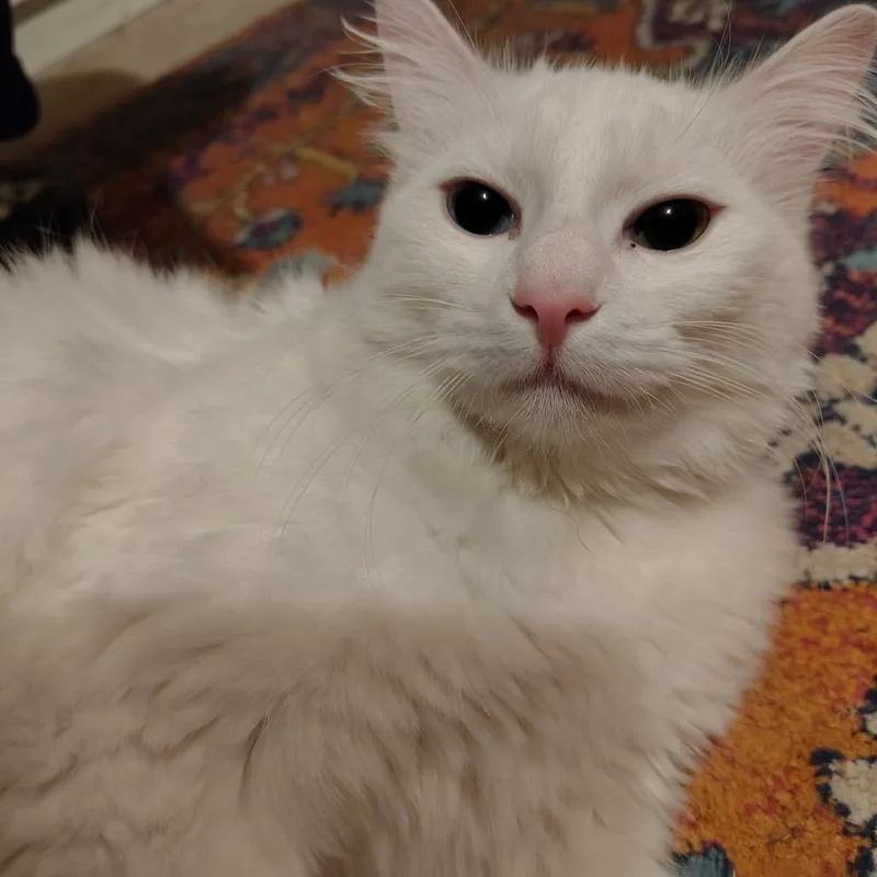 Lily thumbnail 3