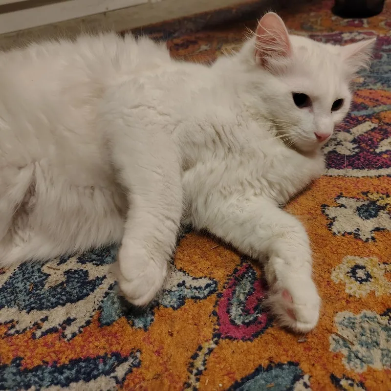 Lily thumbnail 6
