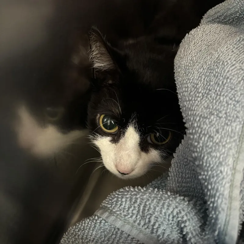 A young medium-sized female Black Domestic Short Hair cat named Pat The Cat for adoption in Council Bluffs, IA