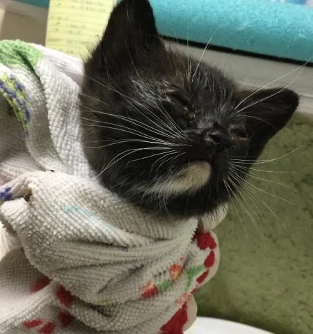 A baby small-sized male Domestic Short Hair cat named Birdie for adoption in Riverside, CA