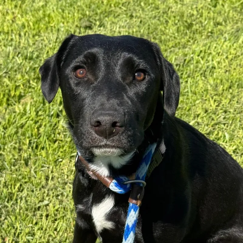 Gemma
