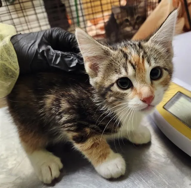 A baby small-sized female Domestic Short Hair cat named Velma for adoption in Pueblo, CO