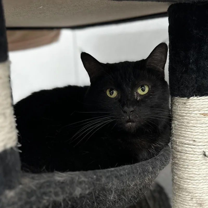 An adult large-sized female Domestic Short Hair cat named Annabelle for adoption in Youngstown, OH