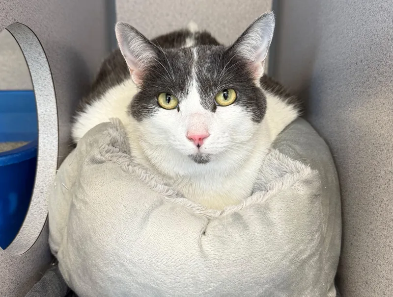 An adult large-sized female Domestic Short Hair cat named Gizmo for adoption in Gardnerville, NV