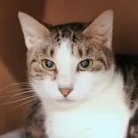 An adult small-sized female Tabby (Buff / Tan / Fawn) Domestic Short Hair cat named Fritzie for adoption in Hilliard, OH