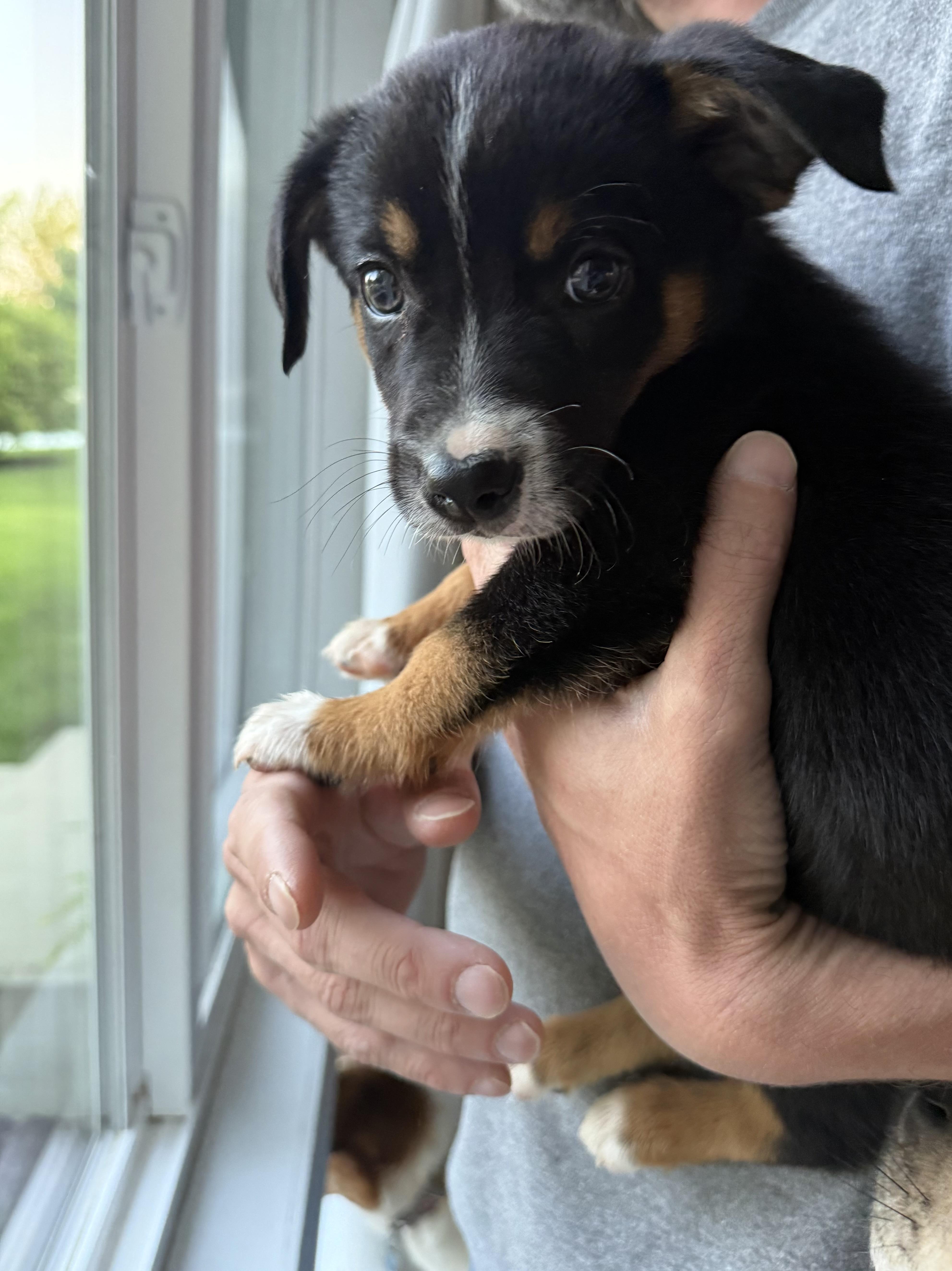 Roscoe  Pup B