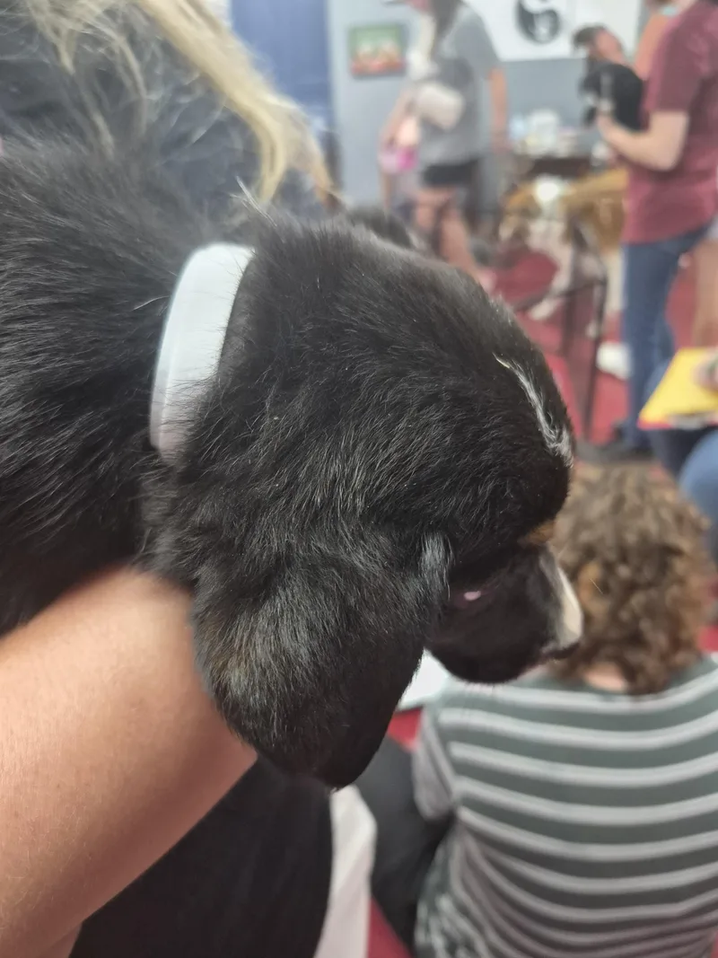 Roscoe  Pup B thumbnail 2