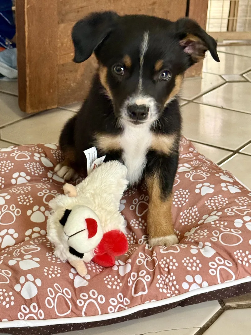Roscoe  Pup B thumbnail 3