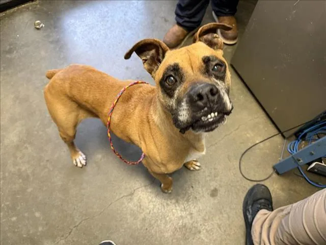 An adult large-sized male Boxer dog named Ol Man Jenkins for adoption in Tulsa, OK