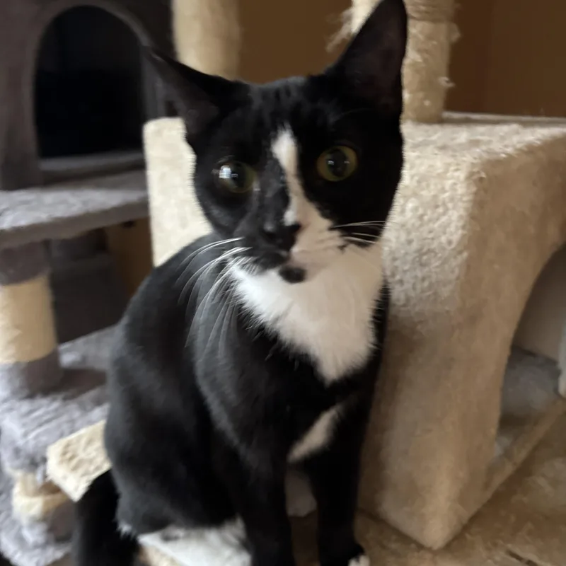 A baby small-sized female Tuxedo cat named Brassi for adoption in Melrose, MA