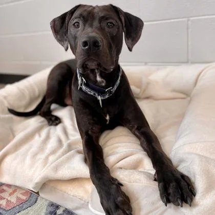 A young large-sized male Doberman Pinscher dog named Van Gogh for adoption in Wheaton, IL