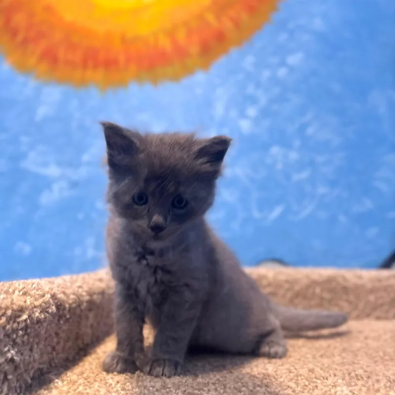 A baby small-sized male Gray / Blue / Silver Domestic Short Hair cat named Pleakley for adoption in San Pablo, CA