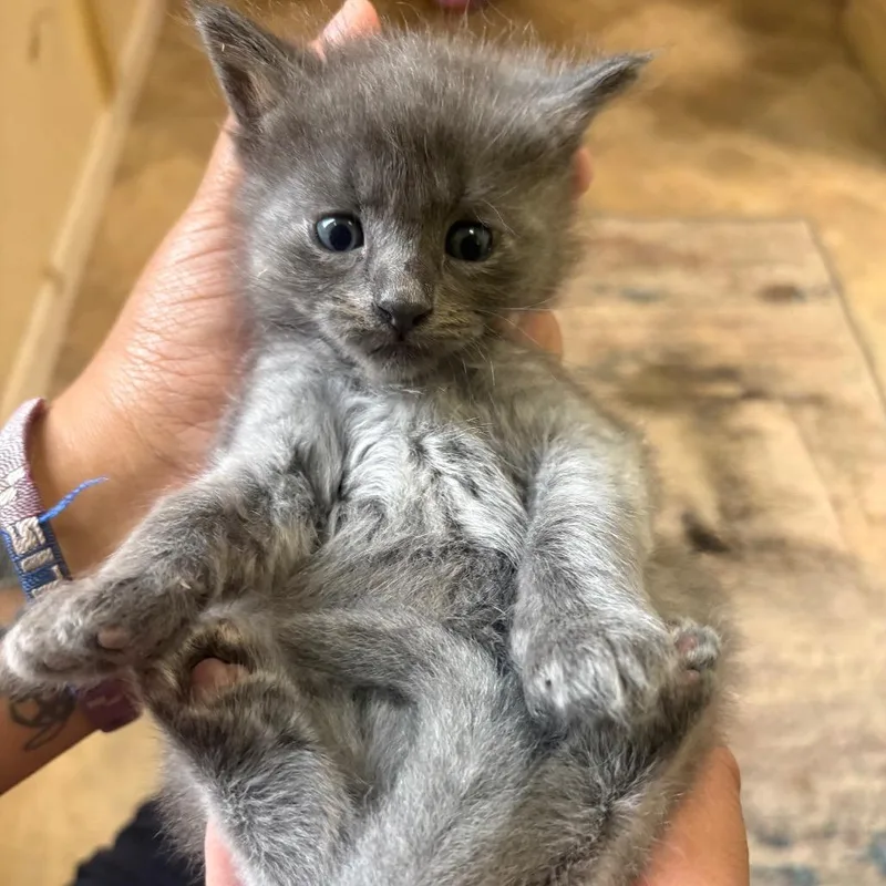 Pleakley thumbnail 3