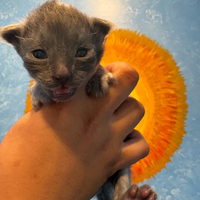 Pleakley thumbnail 4