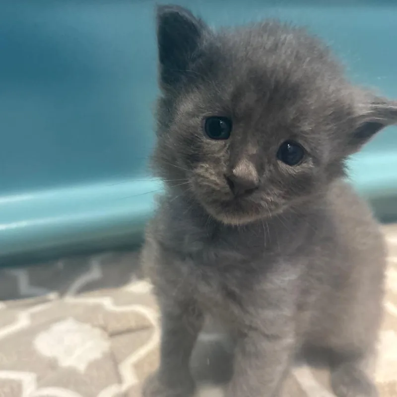 Pleakley thumbnail 5