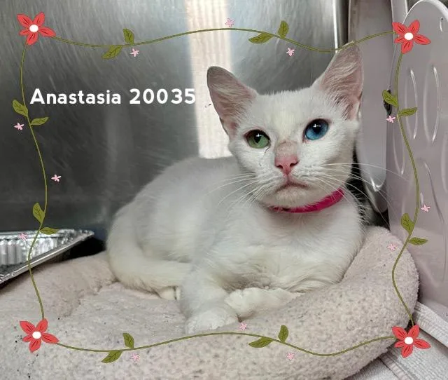 A baby medium-sized female White Domestic Short Hair cat named Anastasia for adoption in Marietta, GA