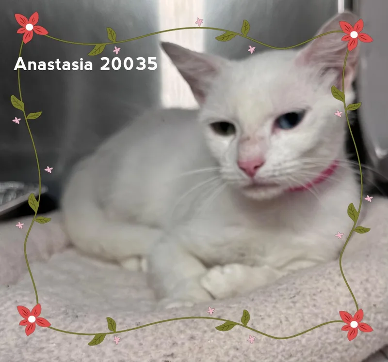 Anastasia thumbnail 4