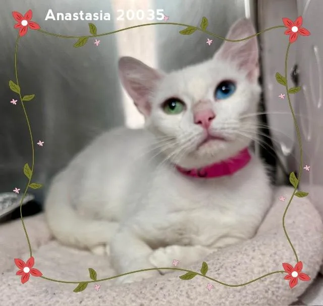 Anastasia thumbnail 5