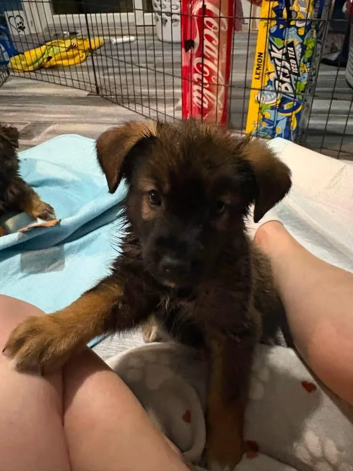A baby large-sized male German Shepherd Dog dog named Parker for adoption in Berlin, NJ