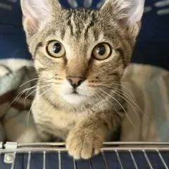 A baby medium-sized male Gray & White Tabby cat named Newt for adoption in Phoenix, AZ