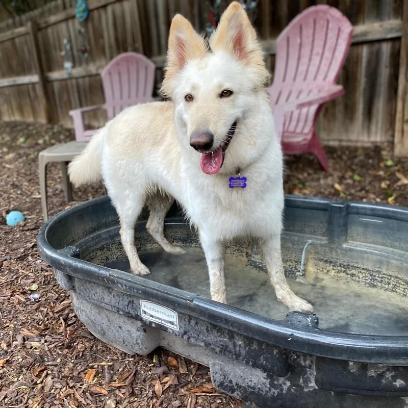 An adult large-sized female White / Cream Collie dog named Cherie for adoption in Boerne, TX