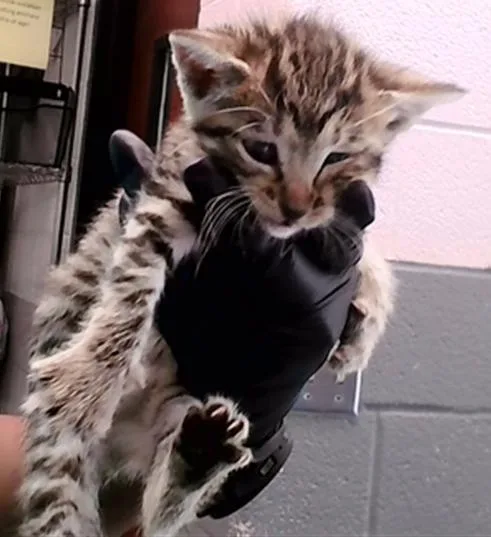 A baby medium-sized female Domestic Short Hair cat named Dolly for adoption in Nashville, TN